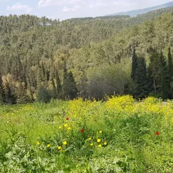 Ein HaShofet Forest (nearby) - Kiryat Bialik