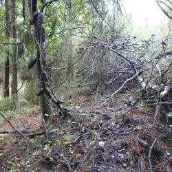 Ein HaShofet Forest (nearby) - Kiryat Bialik