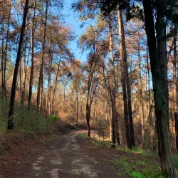 Ein HaShofet Forest (nearby) - Kiryat Bialik