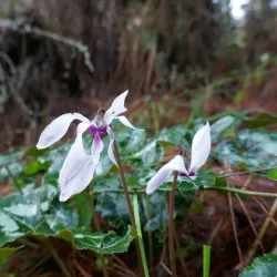Ein HaShofet Forest (nearby) - Kiryat Bialik