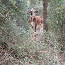 Ein HaShofet Forest (nearby) - Kiryat Bialik