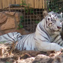 Haifa Educational Zoo (nearby) - Kiryat Bialik