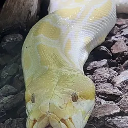 Haifa Educational Zoo (nearby) - Kiryat Bialik