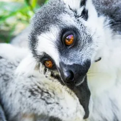 Haifa Educational Zoo (nearby) - Kiryat Bialik