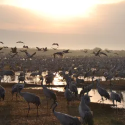 Agamon Hula - Kiryat Shmona