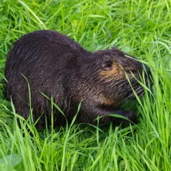 Agamon Hula - Kiryat Shmona