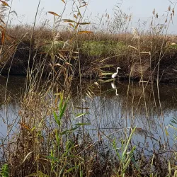 Agamon Hula - Kiryat Shmona
