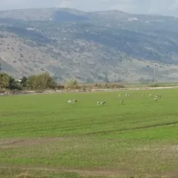 Agamon Hula - Kiryat Shmona