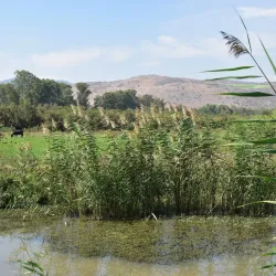 Hula Nature Reserve - Kiryat Shmona