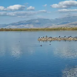 Hula Nature Reserve - Kiryat Shmona