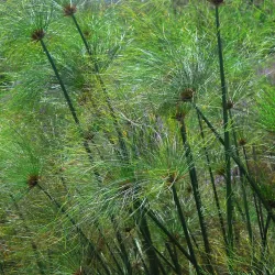 Hula Nature Reserve - Kiryat Shmona