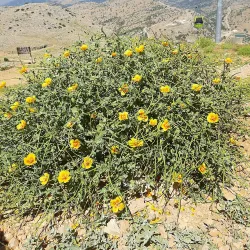Mount Hermon Ski Resort - Kiryat Shmona