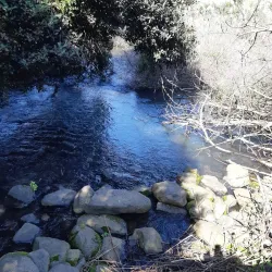 Tel Dan Nature Reserve - Kiryat Shmona