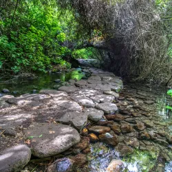 Tel Dan Nature Reserve - Kiryat Shmona
