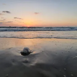 Coastal Nature Walks - Kiryat Yam (Qiryat Yam)