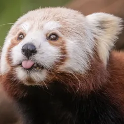 Jerusalem Biblical Zoo - Maale Adumim