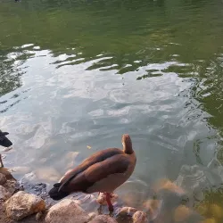 Jerusalem Biblical Zoo - Maale Adumim