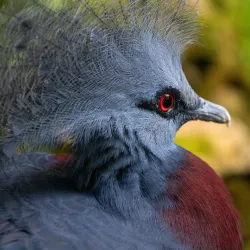 Jerusalem Biblical Zoo - Maale Adumim