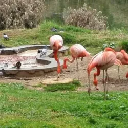 Jerusalem Biblical Zoo - Maale Adumim