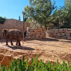 Jerusalem Biblical Zoo - Maale Adumim