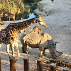 Jerusalem Biblical Zoo - Maale Adumim