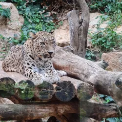 Jerusalem Biblical Zoo - Maale Adumim