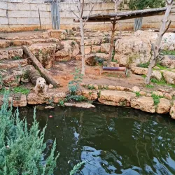 Jerusalem Biblical Zoo - Maale Adumim
