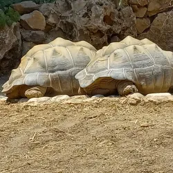 Jerusalem Biblical Zoo - Maale Adumim