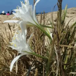 Ein Dor Nature Reserve - Migdal HaEmek (Migdal Ha Emeq)
