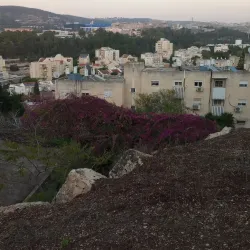 HaShita Forest - Migdal HaEmek (Migdal Ha Emeq)