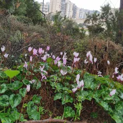 Migdal HaEmek Park - Migdal HaEmek (Migdal Ha Emeq)