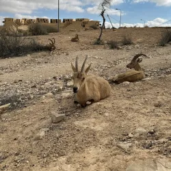 Carmel Center for Desert Studies - Mitzpe Ramon