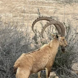 Carmel Center for Desert Studies - Mitzpe Ramon