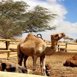 Negev Camel Ranch - Mitzpe Ramon