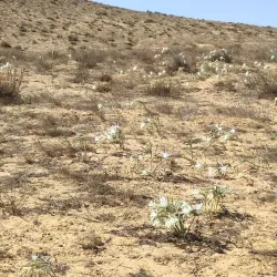 Negev Camel Ranch - Mitzpe Ramon