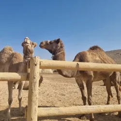 Negev Camel Ranch - Mitzpe Ramon