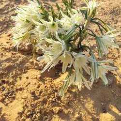 Negev Camel Ranch - Mitzpe Ramon