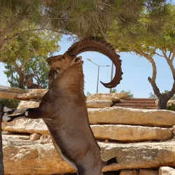 Ramon Crater Scenic Overlook - Mitzpe Ramon