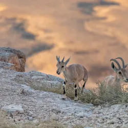 Ramon Crater Scenic Overlook - Mitzpe Ramon
