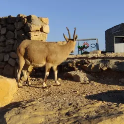 Ramon Crater Scenic Overlook - Mitzpe Ramon