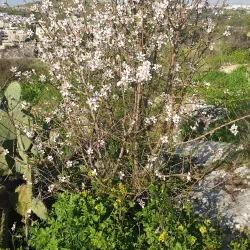 Nofei Modi'in Nature Reserve - Modiin