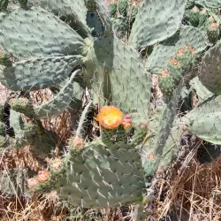 Nofei Modi'in Nature Reserve - Modiin