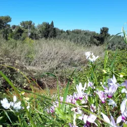 Nahal Poleg Nature Reserve - Pardes Hanna-Karkur (Pardeshanah)