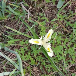 Nahal Poleg Nature Reserve - Pardes Hanna-Karkur (Pardeshanah)