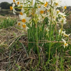 Nahal Poleg Nature Reserve - Pardes Hanna-Karkur (Pardeshanah)