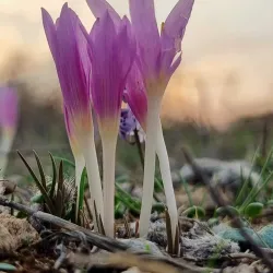 Nahal Poleg Nature Reserve - Pardes Hanna-Karkur (Pardeshanah)