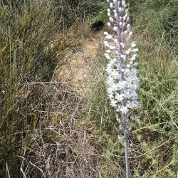 Nahal Poleg Nature Reserve - Pardes Hanna-Karkur (Pardeshanah)
