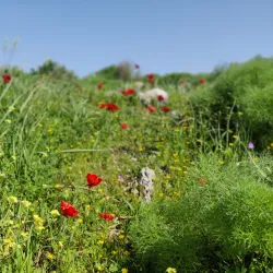 Nahal Poleg Nature Reserve - Pardes Hanna-Karkur (Pardeshanah)