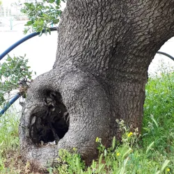 Pardes Hanna Park - Pardes Hanna-Karkur (Pardeshanah)