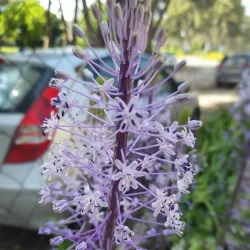 Pardes Hanna Park - Pardes Hanna-Karkur (Pardeshanah)